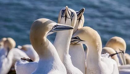 fb体育电脑版-法国队在大赛中提前出线，晋级赛场为之沸腾，法国队重赛