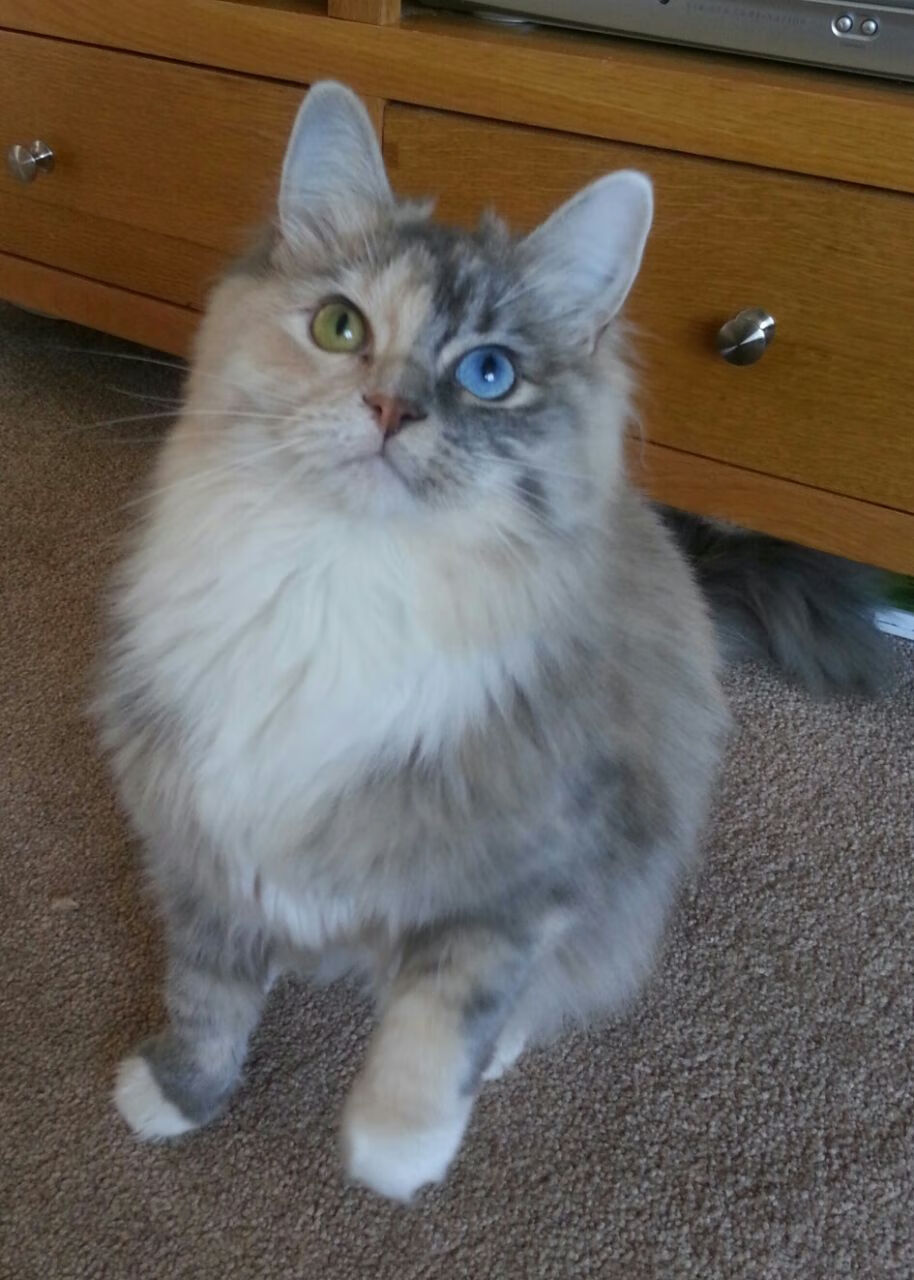 fb体育官网首页-西蒙·丰特基奥带领意大利队闯入半决赛，西蒙和加丰克尔