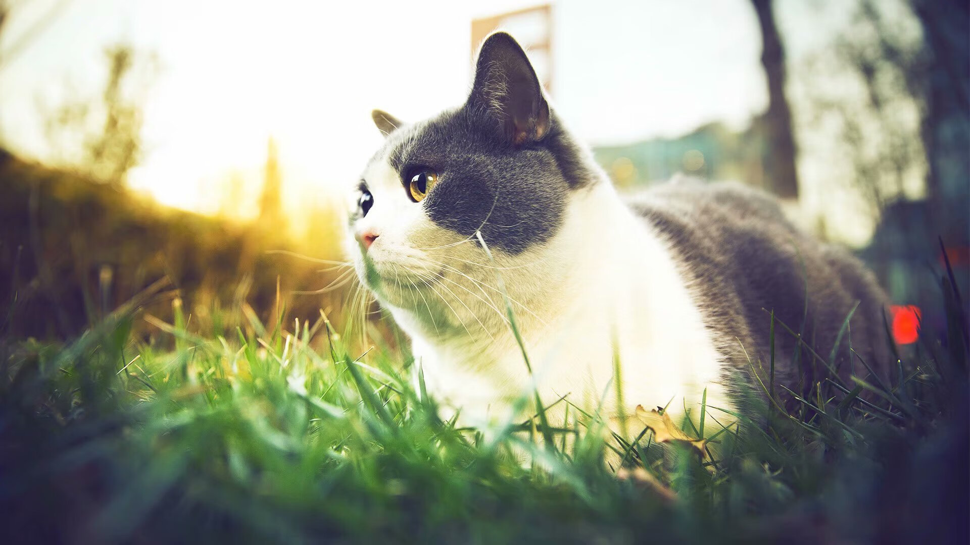 fb体育官网网页版-车手家族传奇：几代车手的速度传承，车手结局