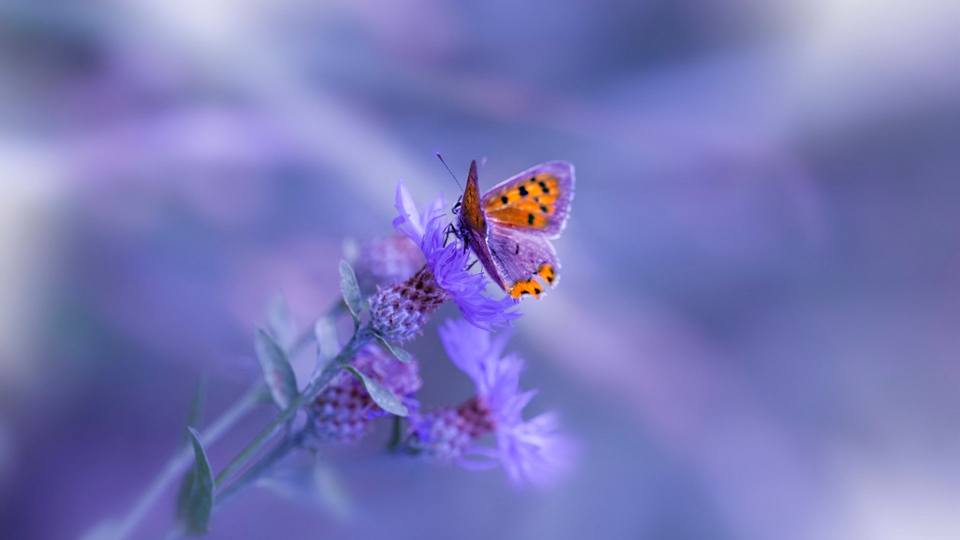 fb体育试玩-开拓者骑士激战，场上打法展现精彩绝伦，开拓者对骑士央视