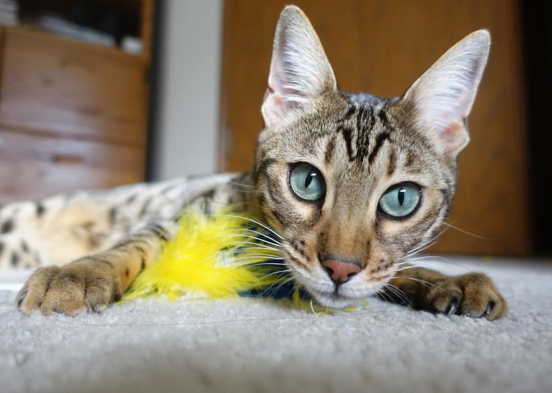 fb体育登录入口-仰泳分项德国节奏感掌控出色，仰泳bd