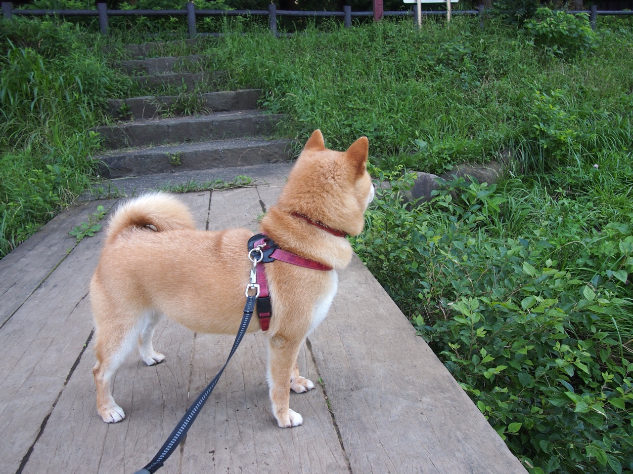 fb体育登录入口-德甲攻守任意球：精彩瞬间令人开怀！，德甲任意球大师